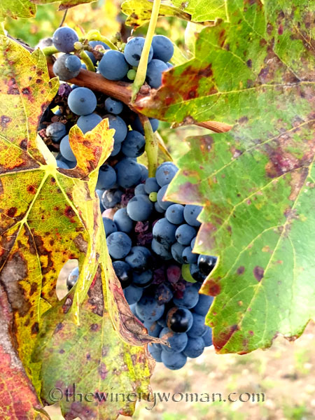 Photos_for_Dad4_11.4.19_TWW