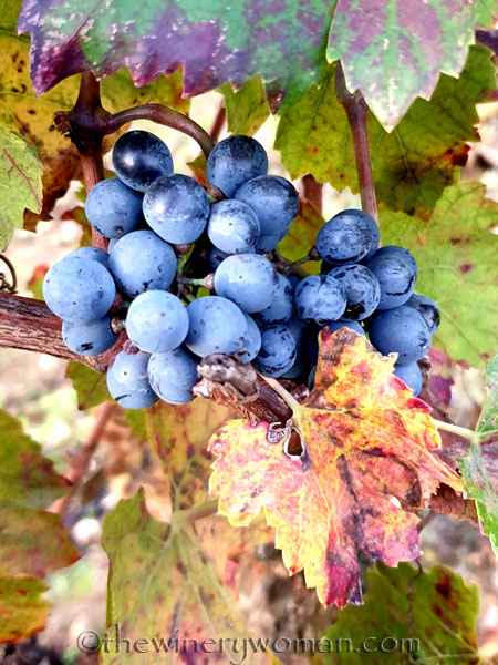 Photos_for_Dad5_11.4.19_TWW