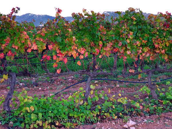 Photos_for_Dad_11.4.19_TWW