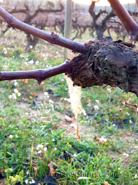 Vineyard2_11.25.19.TWW