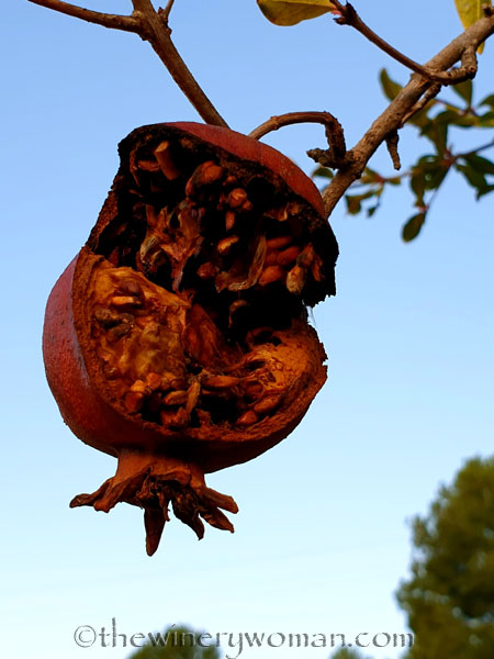 Vineyard3_11.25.19.TWW