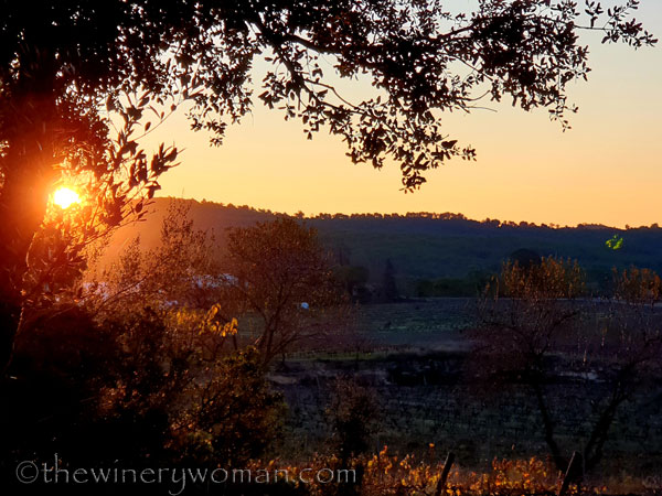 Vineyard4_11.19.19.TWW