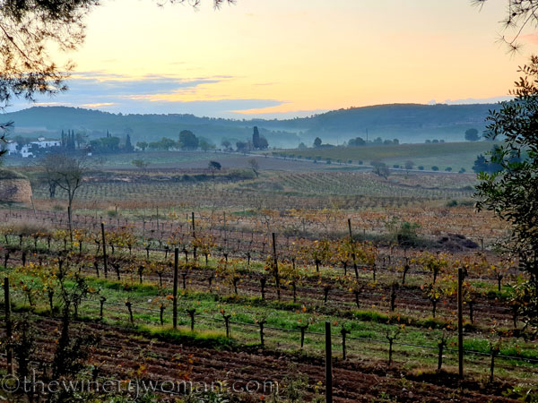 Vineyard5_11.21.19.TWW