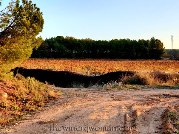 Vineyard5_11.25.19.TWW