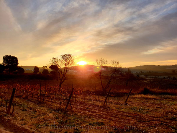 Vineyard6_11.20.19.TWW