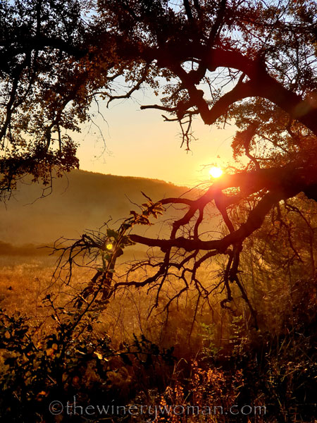 Vineyard6_11.21.19.TWW