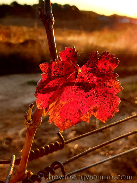 Vineyard6_11.25.19.TWW