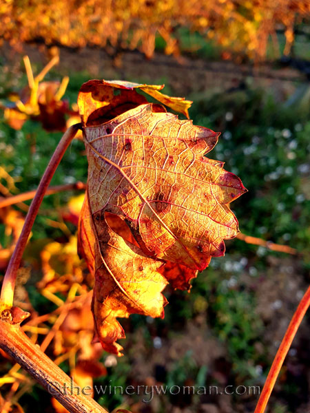 Vineyard7_11.25.19.TWW