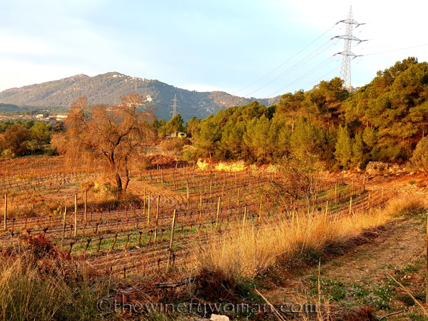 Vineyard8_11.20.19.TWW