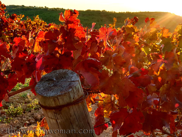 Vineyard8_11.25.19.TWW