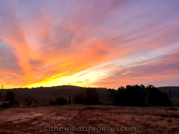 Vineyard_11.20.19.TWW