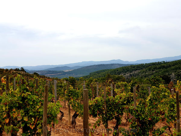 Vinyes_Domenech22_10.28.19_TWW