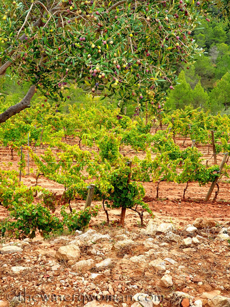 Vinyes_Domenech23_10.28.19_TWW