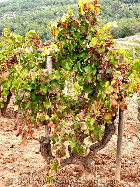 Vinyes_Domenech27_10.28.19_TWW