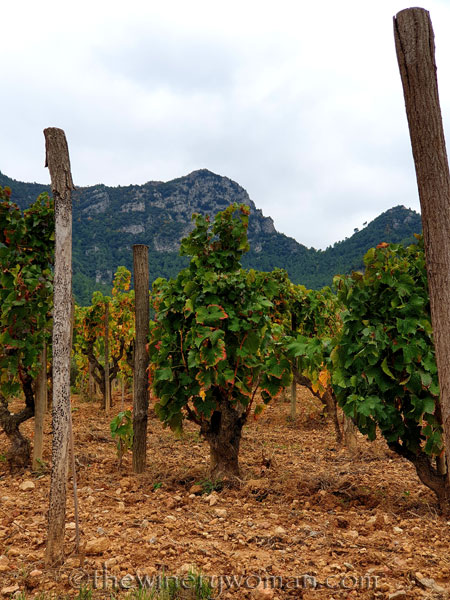 Vinyes_Domenech48_10.28.19_TWW