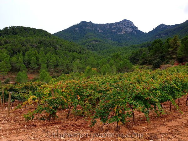 Vinyes_Domenech59_10.28.19_TWW