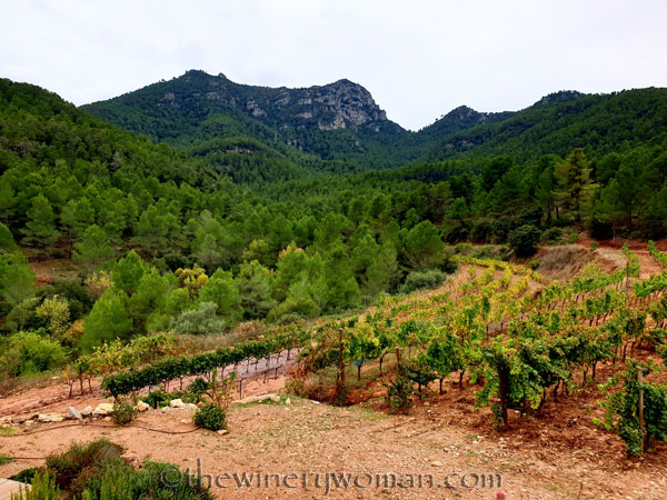 Vinyes_Domenech7_10.28.19_TWW