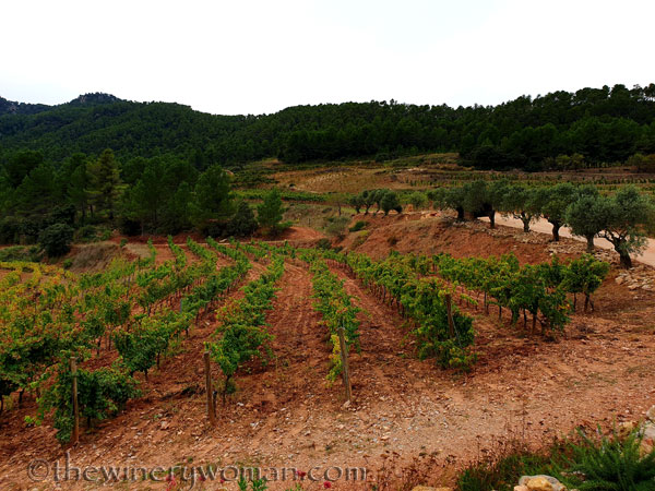 Vinyes_Domenech8_10.28.19_TWW