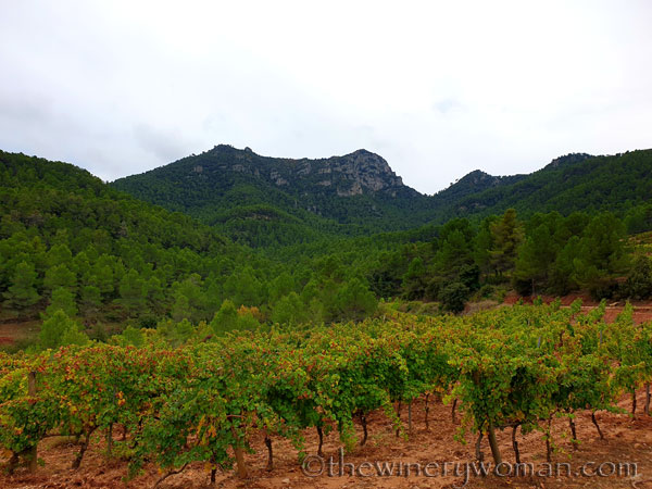 Vinyes_Domenech_10.28.19_TWW