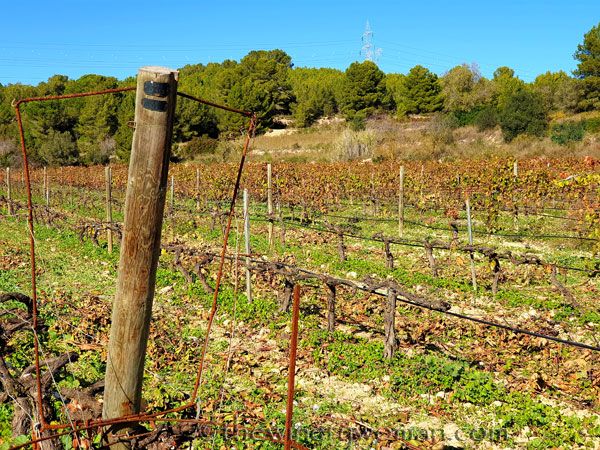 Winter_Pruning11_11.10.19_TWW