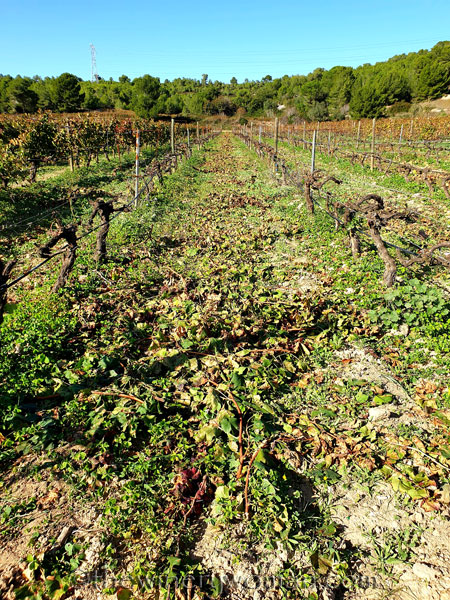 Winter_Pruning2_11.10.19_TWW