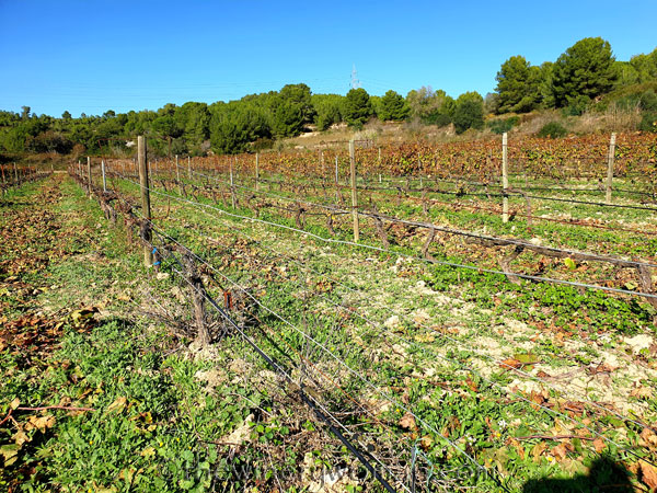 Winter_Pruning3_11.10.19_TWW