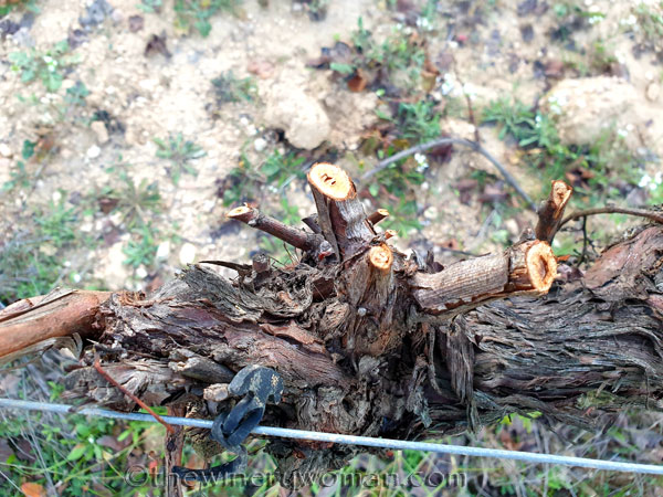Winter_Pruning3_11.6.19_TWW