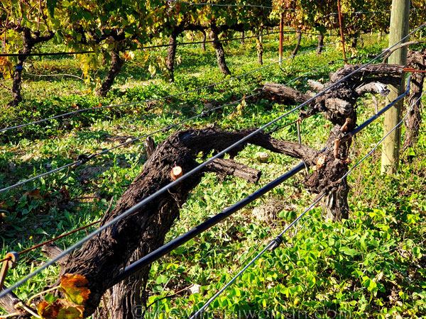 Winter_Pruning4_11.10.19_TWW