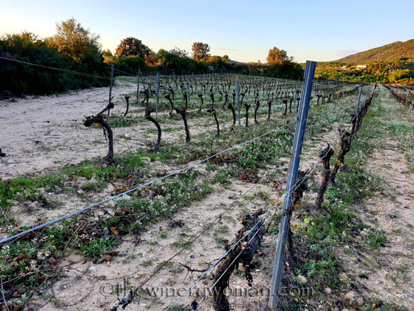 Winter_Pruning4_11.6.19_TWW