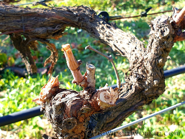 Winter_Pruning5_11.10.19_TWW