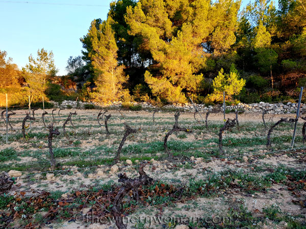 Winter_Pruning5_11.6.19_TWW