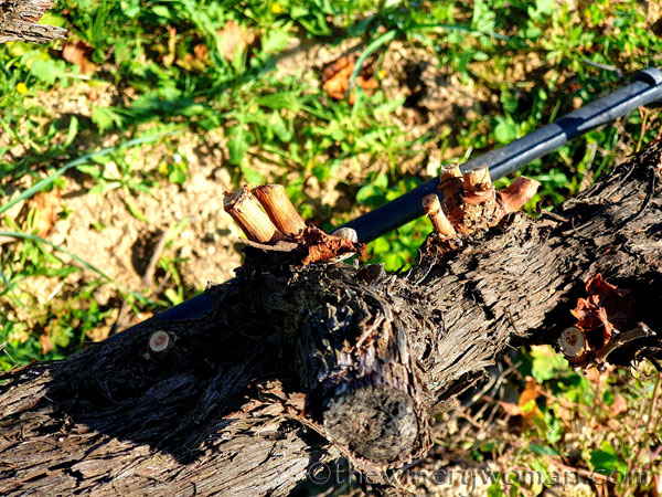 Winter_Pruning7_11.10.19_TWW