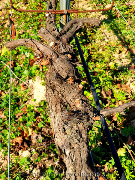 Winter_Pruning9_11.10.19_TWW