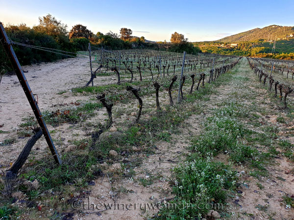Winter_Pruning_11.6.19_TWW