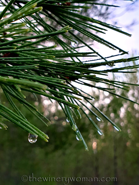 Dewdrops10_11.26.19_TWW