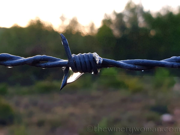 Dewdrops11_11.26.19_TWW