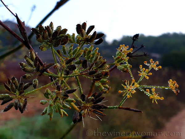 Dewdrops2_11.26.19_TWW