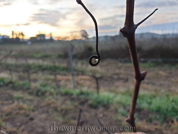 Dewdrops2_12.2.19_TWW