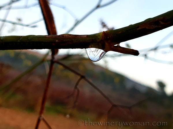 Dewdrops3_11.26.19_TWW