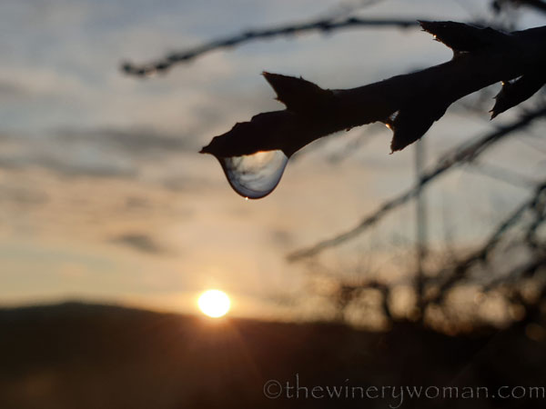 Dewdrops3_12.2.19_TWW