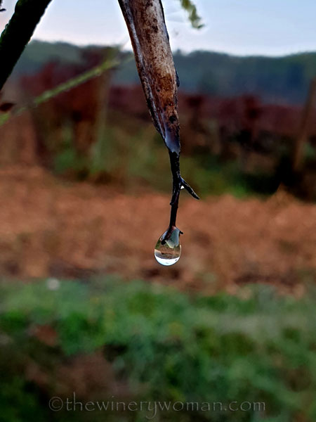 Dewdrops4_11.26.19_TWW