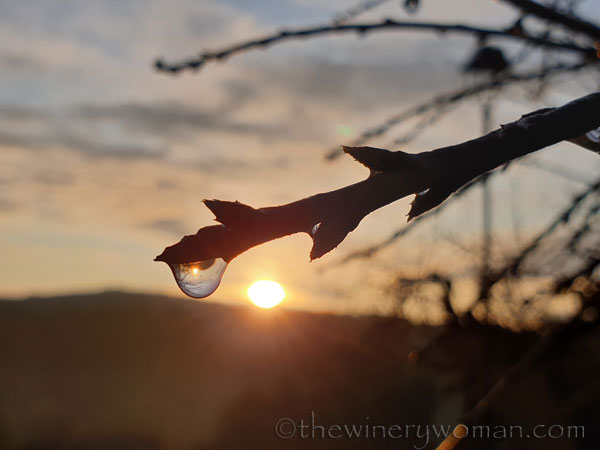 Dewdrops4_12.2.19_TWW