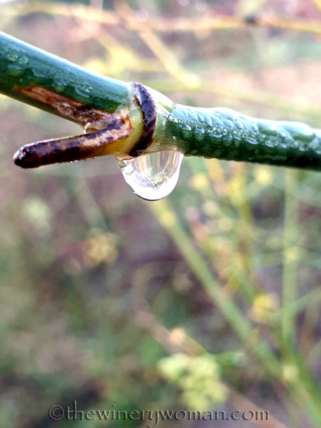 Dewdrops5_11.26.19_TWW