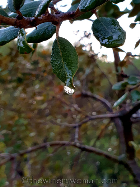 Dewdrops6_11.26.19_TWW