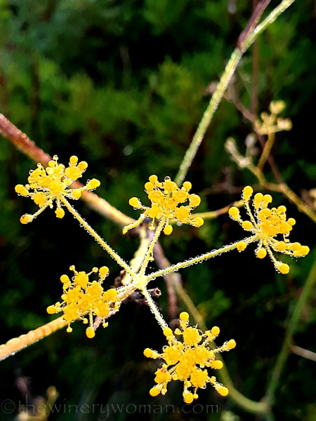 Dewdrops7_11.26.19_TWW