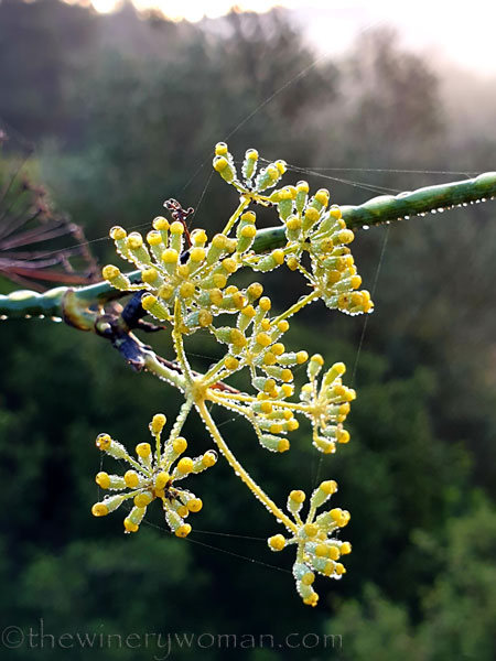 Dewdrops8_11.26.19_TWW