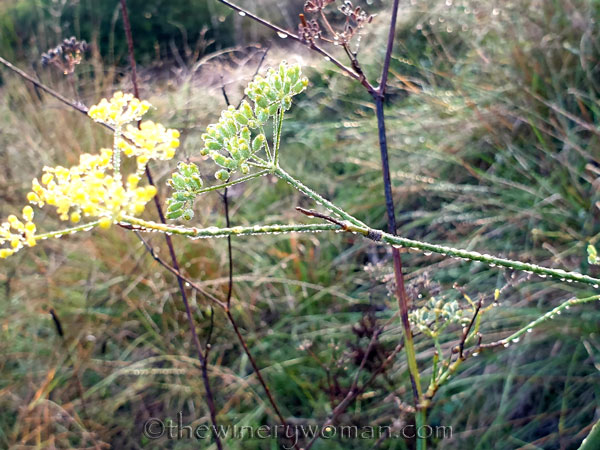 Dewdrops9_11.26.19_TWW