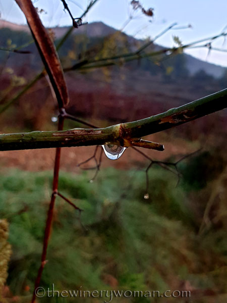 Dewdrops_11.26.19_TWW