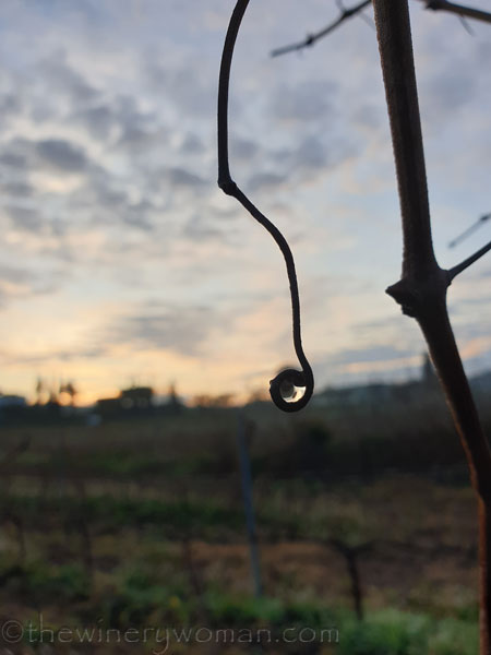 Dewdrops_12.2.19_TWW