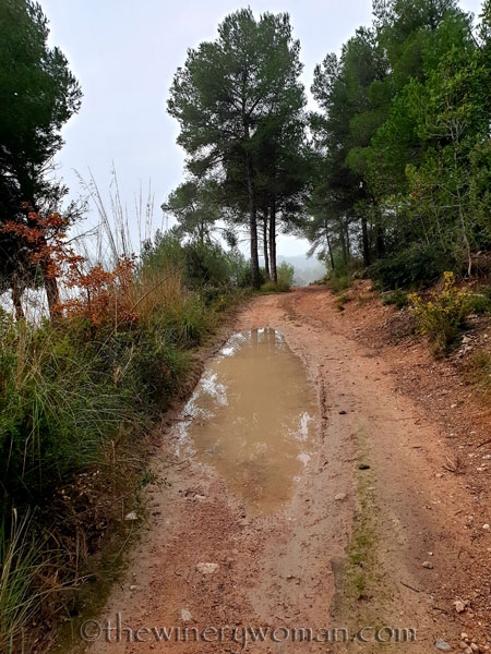 Foggy_Vineyard16_12.19.19_TWW